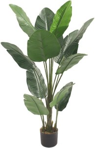 pol-032216_1 ΔΙΑΚΟΣΜΗΤΙΚΟ ΦΥΤΟ BANANA PEVA ΣΕ ΓΛΑΣΤΡΑ -120
