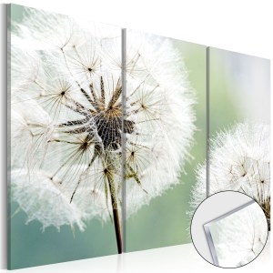 pol-a1-acrylglasbild19_1 ΠΙΝΑΚΑΣ ΣΕ ΑΚΡΥΛΙΚΟ ΓΥΑΛΙ - FLUFFY DANDELIONS [GLASS] - 120X80