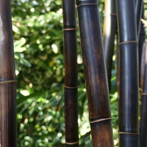 shw-30296-17158 ΚΑΛΑΜΩΤΗ ΜΠΑΜΠΟΥ ΜΑΥΡΟ Ø20-25MM BAMBOO ΦΥΣΙΚΟ ΜΑΥΡΟ 25-30MM 100(Υ) X 250ΕΚ