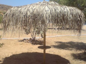tz-157-omprela-majorca1 ΟΜΠΡΕΛΑ ΨΑΘΙΝΗ FAN PALM